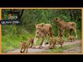Tiny Cubs And Feathered Friends SafariLIVE Catch Up 06 March 2026