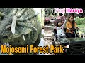 vlog marsya di mojosemi forest park magetan jawa timur