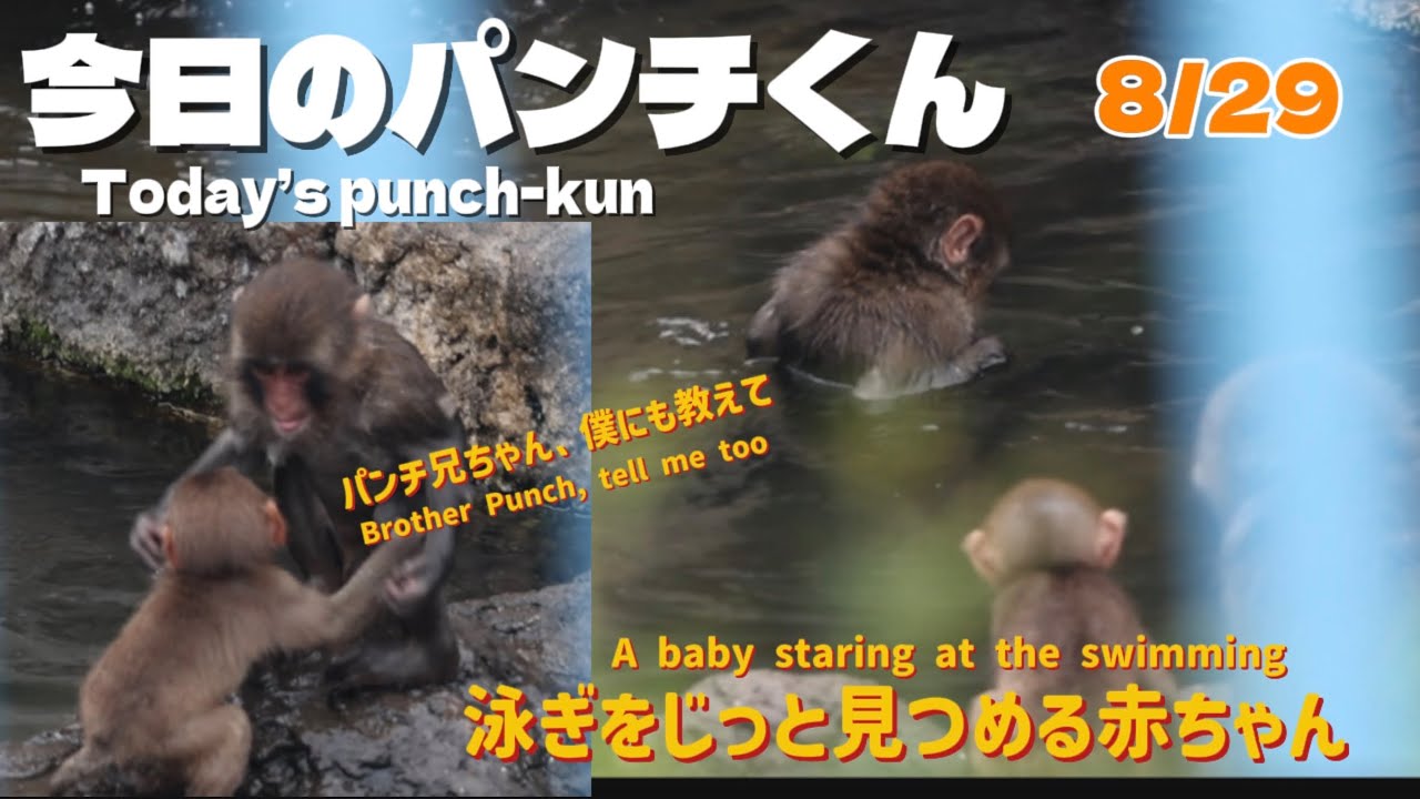 8/29 泳ぐパンチくんが気になる！赤ちゃんの可愛い反応🐵💕→ 最後は
