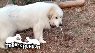ハケを持ち出して逃げ回ったアラン　Great Pyrenees　グレートピレニーズ