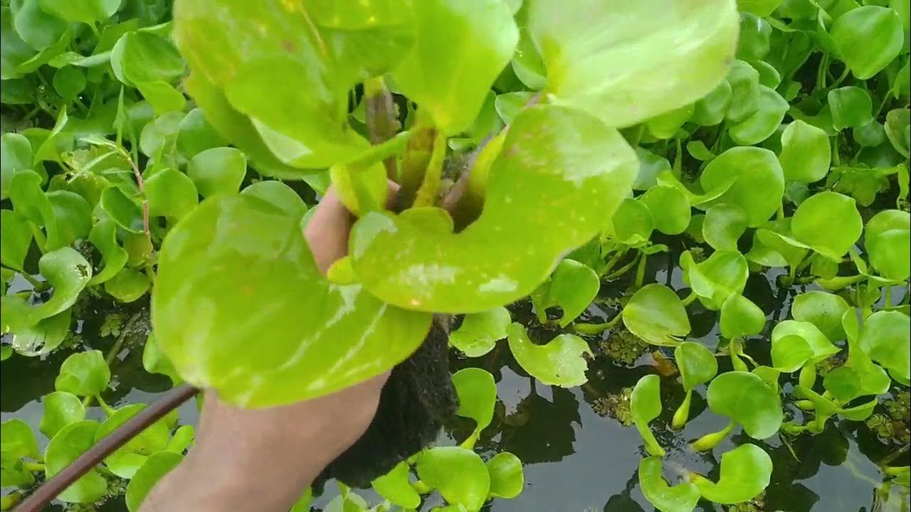 Terror of Bengal water hyacinth Eichhornia vegetative propagation
