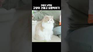 고양이 뒤통수치고 모른척하기 #고양이 #크집사 #모른척