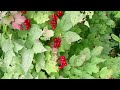 Калина. Калы эне(прыгай мама). QАlt! (нем.)-стой! Алтай, видите? К АлТ .  К алтайке матери Queen Alt