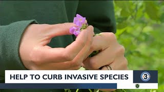 Help the DNR curb invasive species threat