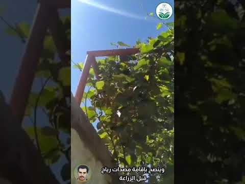 يدخل نبات الكيوي في مرحلة الإثمار في العام الثالث أو الرابع بعد الزراعة فما هي الظروف البيئية الم