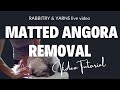 Live matt removal on angora rabbit. Discussion of matt removal techniques and demonstration.