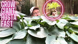 Growing Giant Hosta The Fastest Way Possible | SECRET HACKS