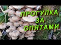 Прогулка за опятами