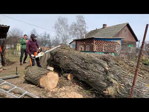 Кто бы мог представить, что Вяз может быть таким