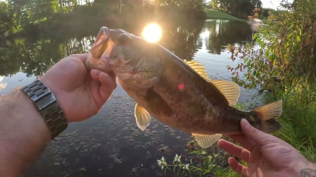 Fishing a private golf course pond for big bass