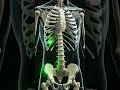Effect of carbonated drink on the bones