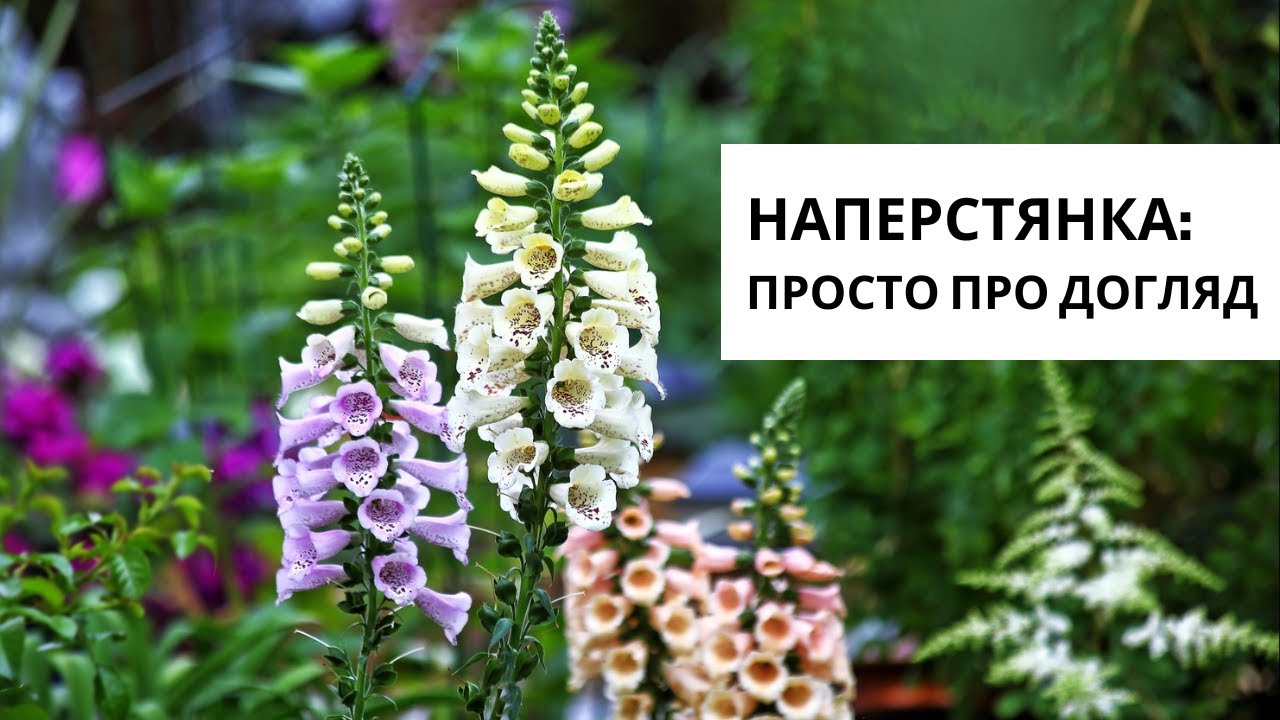 Наперстянка: розмноження та догляд — поради ландшафтної дизайнерки