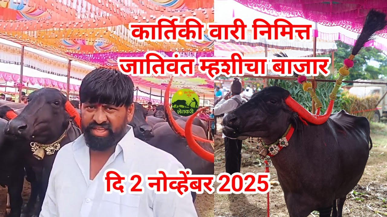 पंढरपूरची कार्तिकी वारी निमित्त. जातिवंत म्हशीचा बाजार. 