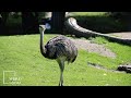 Emus are birds that make their home on the continent of Australia They can grow as tall as 6 2 feet