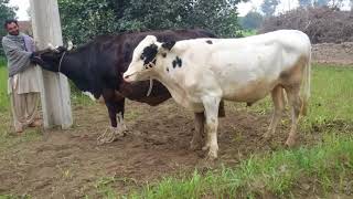 Cow Mating Monster Bull Screws A Fatty Cow