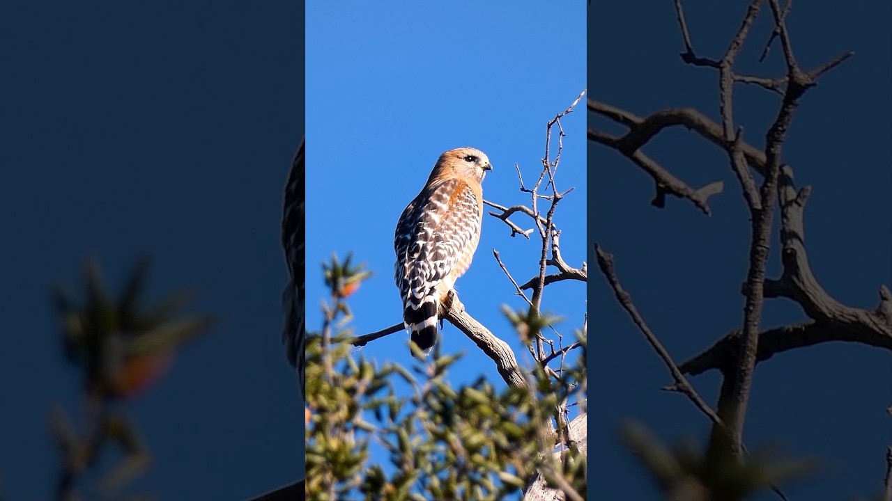 Red-shouldered Hawk 🪶Sleek Predator 