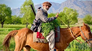Village Life In Parachinar