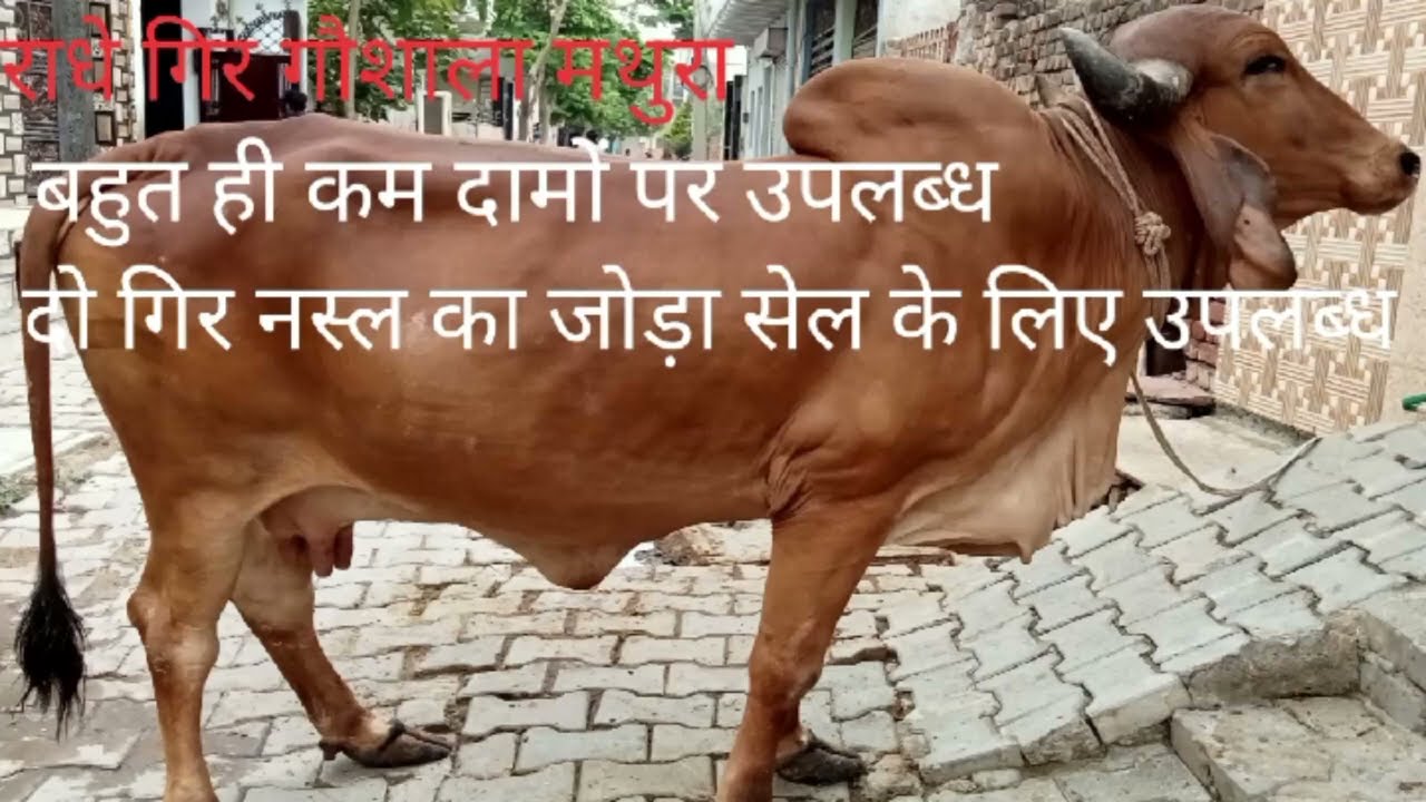 Radhe Gir Goshala Mathura