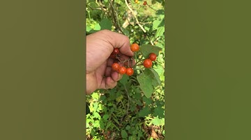 Bí quyết từ cây cà gai leo: Cứu lá gan yếu ớt, trả lại sức khỏe tưởng đã mất