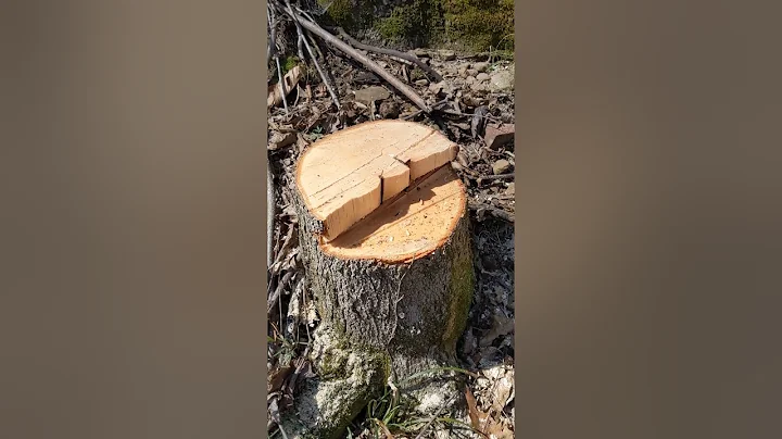 Todd and Holly Home: episode 2 - Tree cutting
