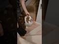 愛犬の様子がなんかおかしいと思ったら...【ボーダーコリー・オーストラリアンシェパード】#shorts