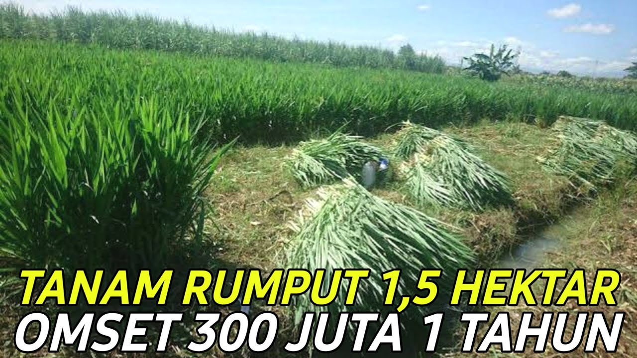 SEWA LAHAN 1,5 HEKTAR UNTUK TANAM RUMPUT PAKCHONG OMSETNYA 300JUTA | CERITA PETERNAK SUKSES