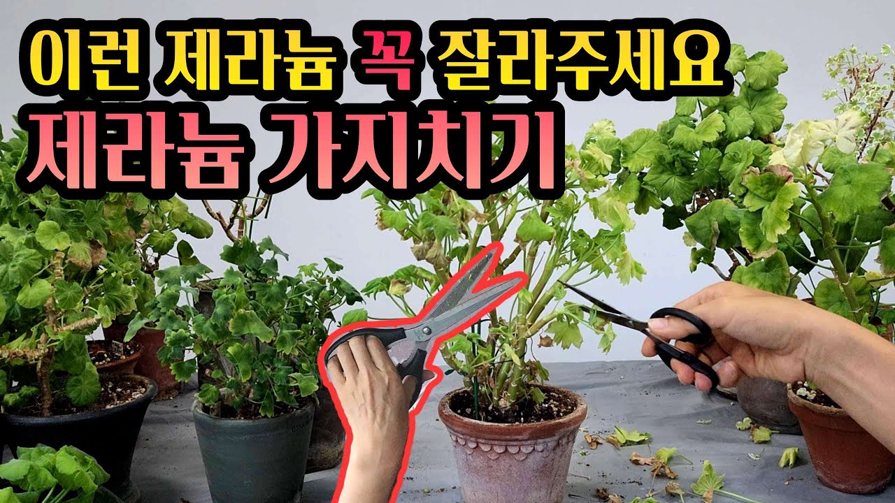 [4K] 여름난 제라늄들의 파격변신~ 가을맞이 제라늄 가지치기, 드디어 못난이들 잘라보겠습니다~#제라늄 #pelargonium