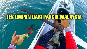 Tes Umpan Cumi Mirip Udang Beneran, Ternyata Hasil Nya di Luar Dugaan !!