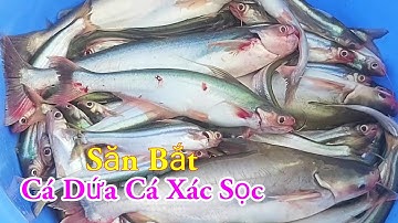 Săn Bắt Cá Dứa Cá Xác Sọc Câu Độc Lạ Nhất Miền Tây Sông Nước / Kiềm Rapper