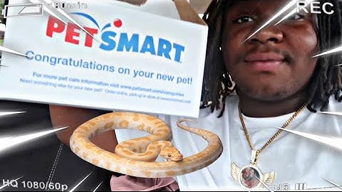 Buying my first pet snake