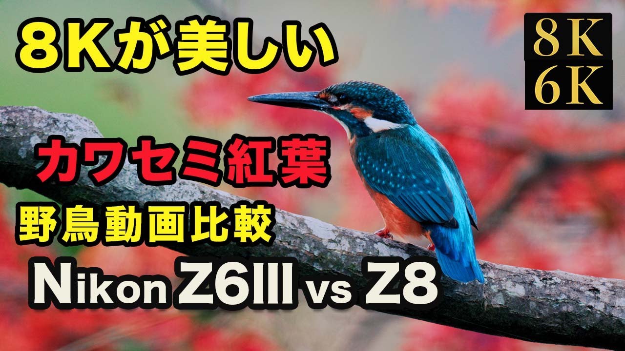 カワセミ 紅葉】Nikon Z6III vs Z8。カワセミ幼鳥の巣立ち「6k映像・8k