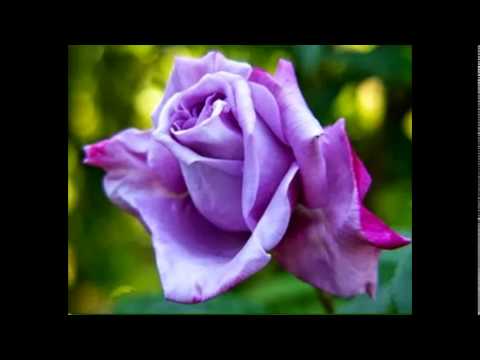 Vídeo: 25 Mais Belas Rosas Cor De Rosa Do Mundo