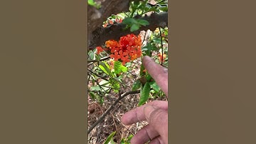 Cụ Ưng bất bạc rừng kìa