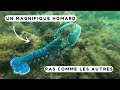 Je pche un homard bleu turquoise  chasse sous marine bretagne sud