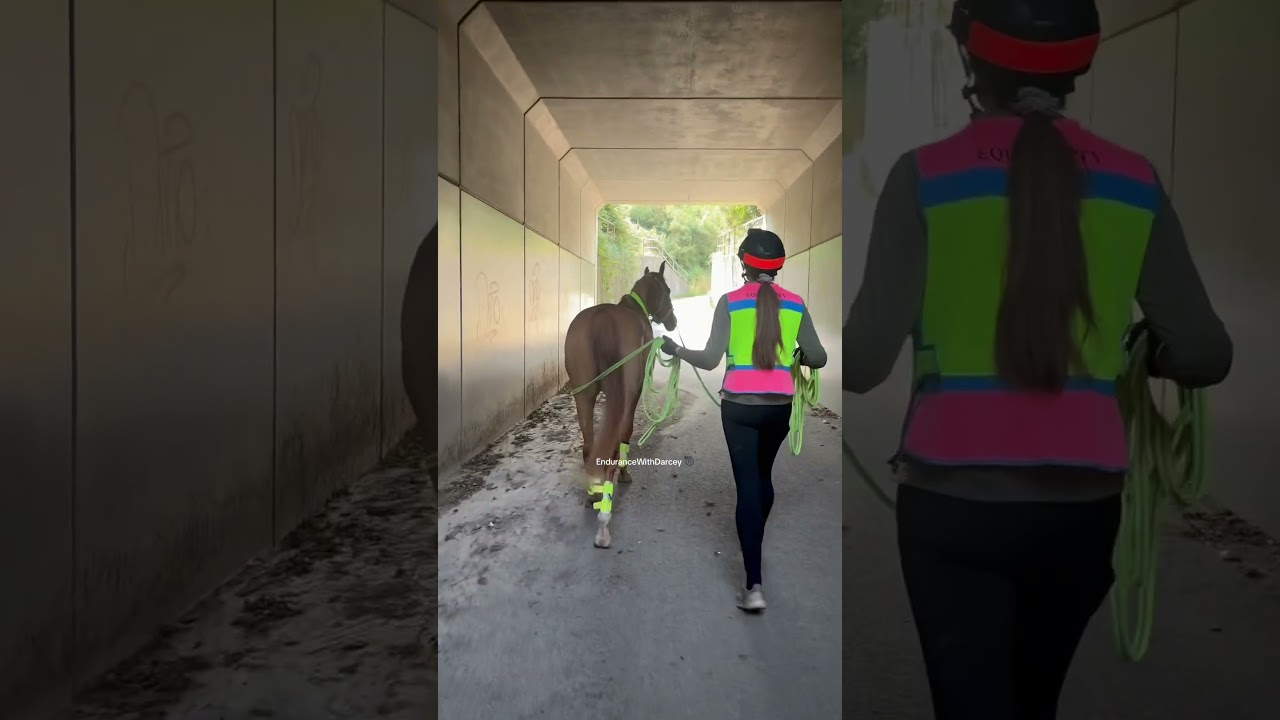 Young horse Leo admiring artwork in the tunnel! 