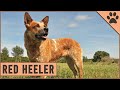 Red Heeler Dog Breed - The Australian Cattle Dog の動画、YouTube動画。