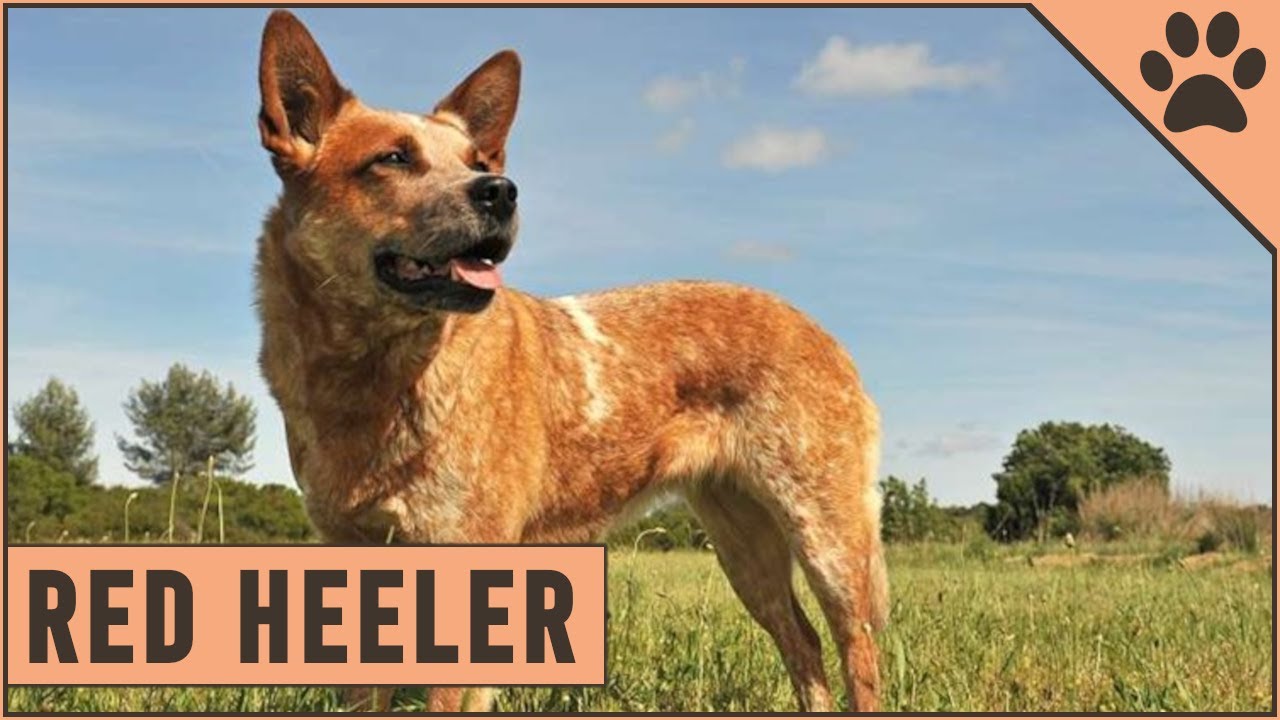 Red Heeler Dog Breed - The Australian Cattle Dog