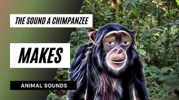the sounds a chimpanzee makes - the animal sounds: chimpanzee