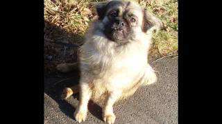 Uk Rescue Animals In Need Of Adoption - Nov 22 2011 - Animalsneedinghomes.co.uk