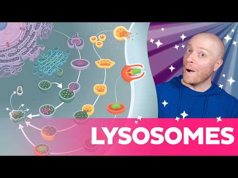 Lysosomes: The Cell's Recycling Center Explained