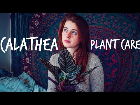 Video: Calathea Houseplant Care – Come far crescere una pianta gessata all'interno
