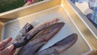 วิถีปลาหาเพื่อนกิน ปลาดุกร้าในต่างแดน กลิ่นไม่โหน่ง หมัก2วัน😀 15.5.67