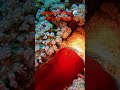 The Spanish Dancer 💃🌊#sharmelsheikh #scubadiving #adventure #underwaterworld #travel #divng