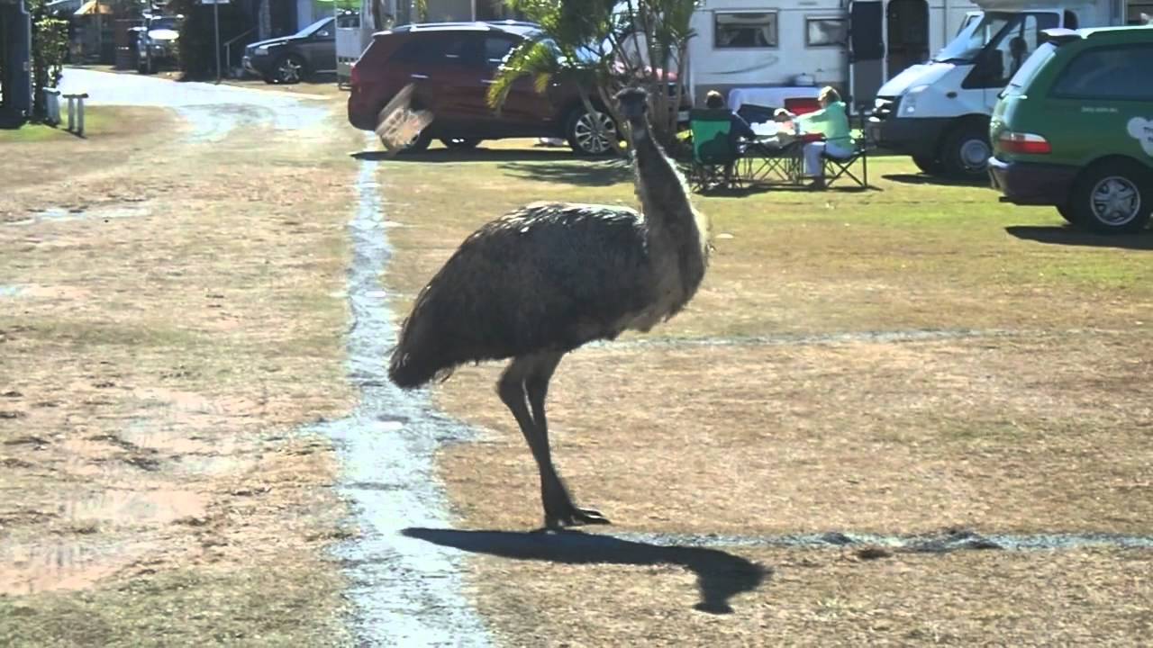 Yeppoon Camping emu scroccone YouTube