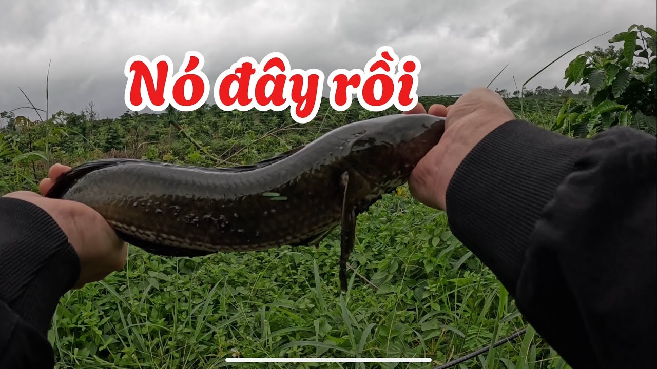 Lure Cá Lóc Sau Cơn Mưa