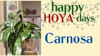 Hoya Carnosa Jade - Nothing Basic About This Stunner