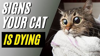 7 Warning Signs Your Cat Is Dying