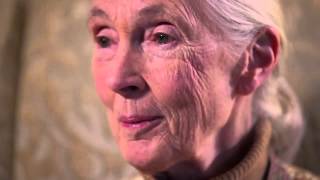 What does Dr. Jane Goodall think about Rupert Murdoch&#39;s purchase of National Geographic?