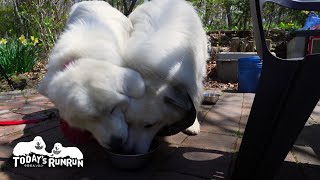 BBQでたくさんお肉をもらったルンルンとアランです Great Pyrenees グレートピレニーズ