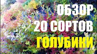 Результат НЕПРАВИЛЬНОЙ ПОСАДКИ 20 СОРТОВ ГОЛУБИКИ, вынужденный эксперимент. Что с ней стало?